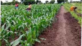 Woman in farming