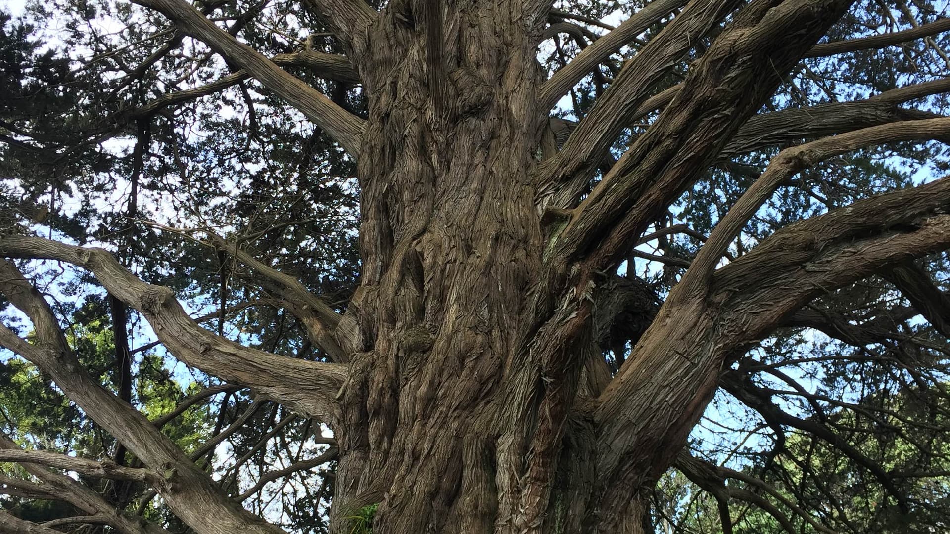 An old and magnificent grandmother tree to other under together
