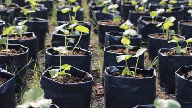 tree seedlings prepared by my parents i'm so proud of their work even in their old age they still do quality work  i still wonder how their eyes can still see yet they are in their 70's t