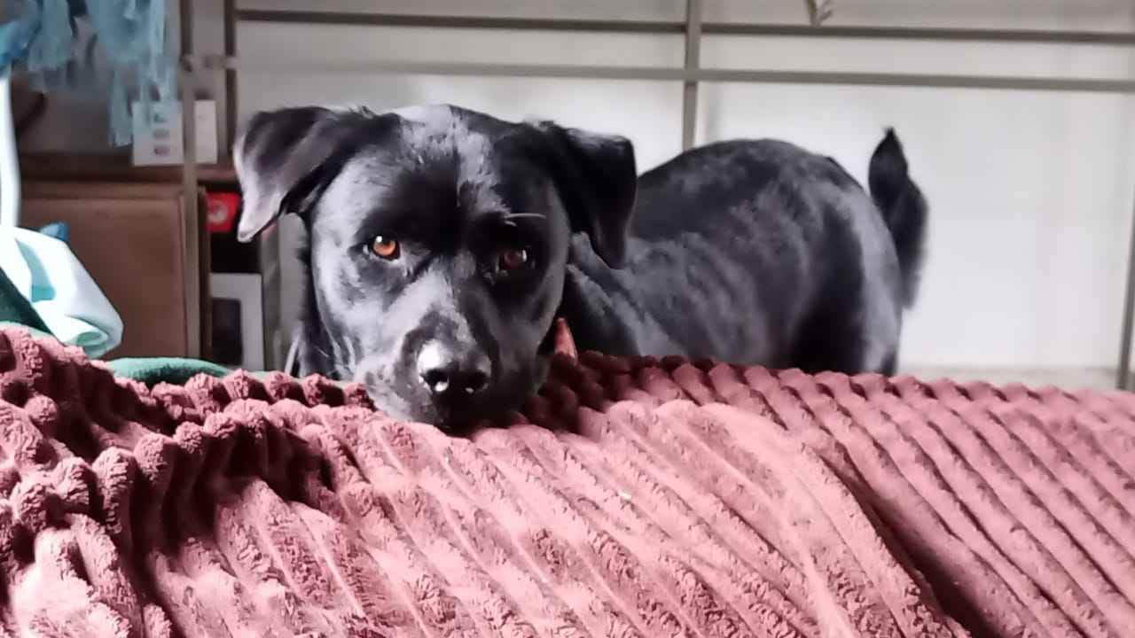 The power of animals to see us