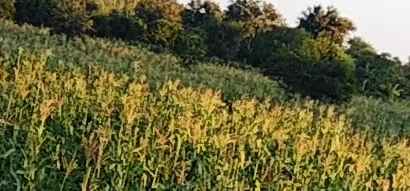 Photo from our farm 