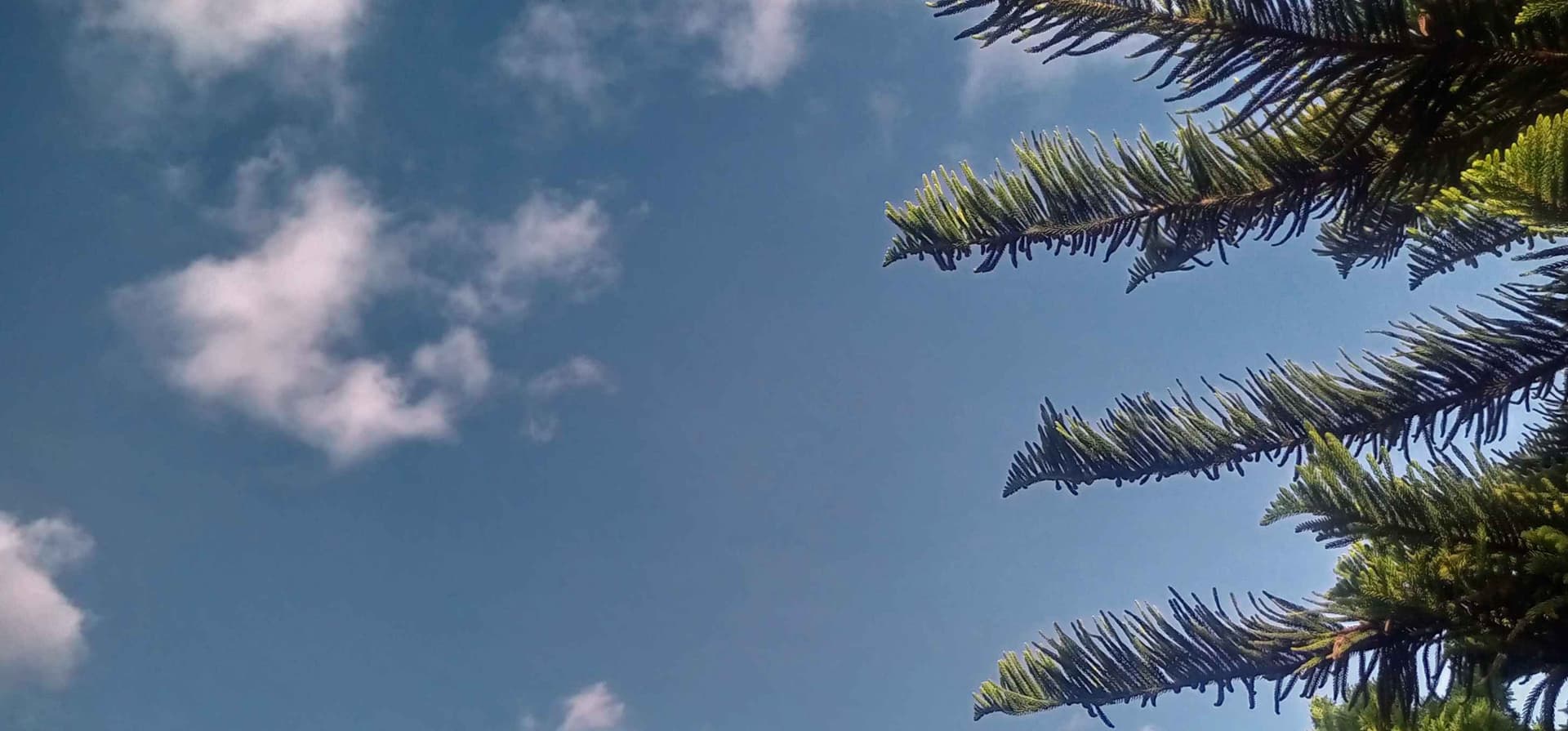I love nature. 