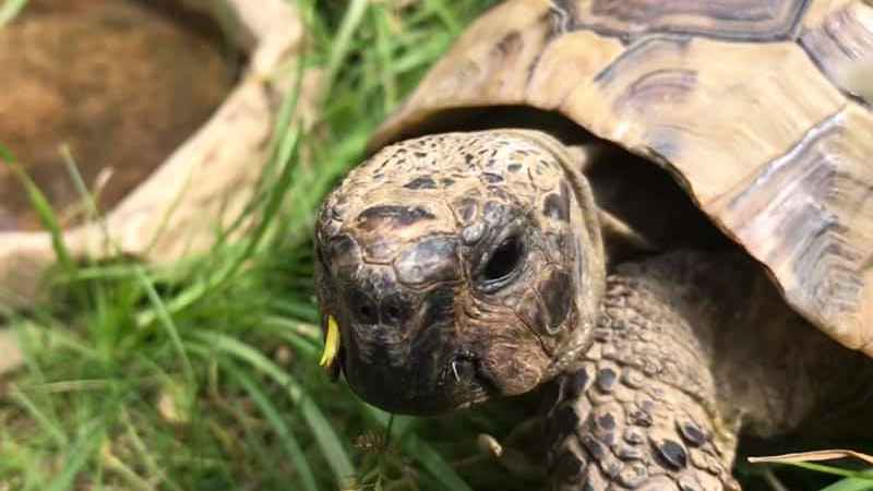A Hermann's tortoise in the sunshine 