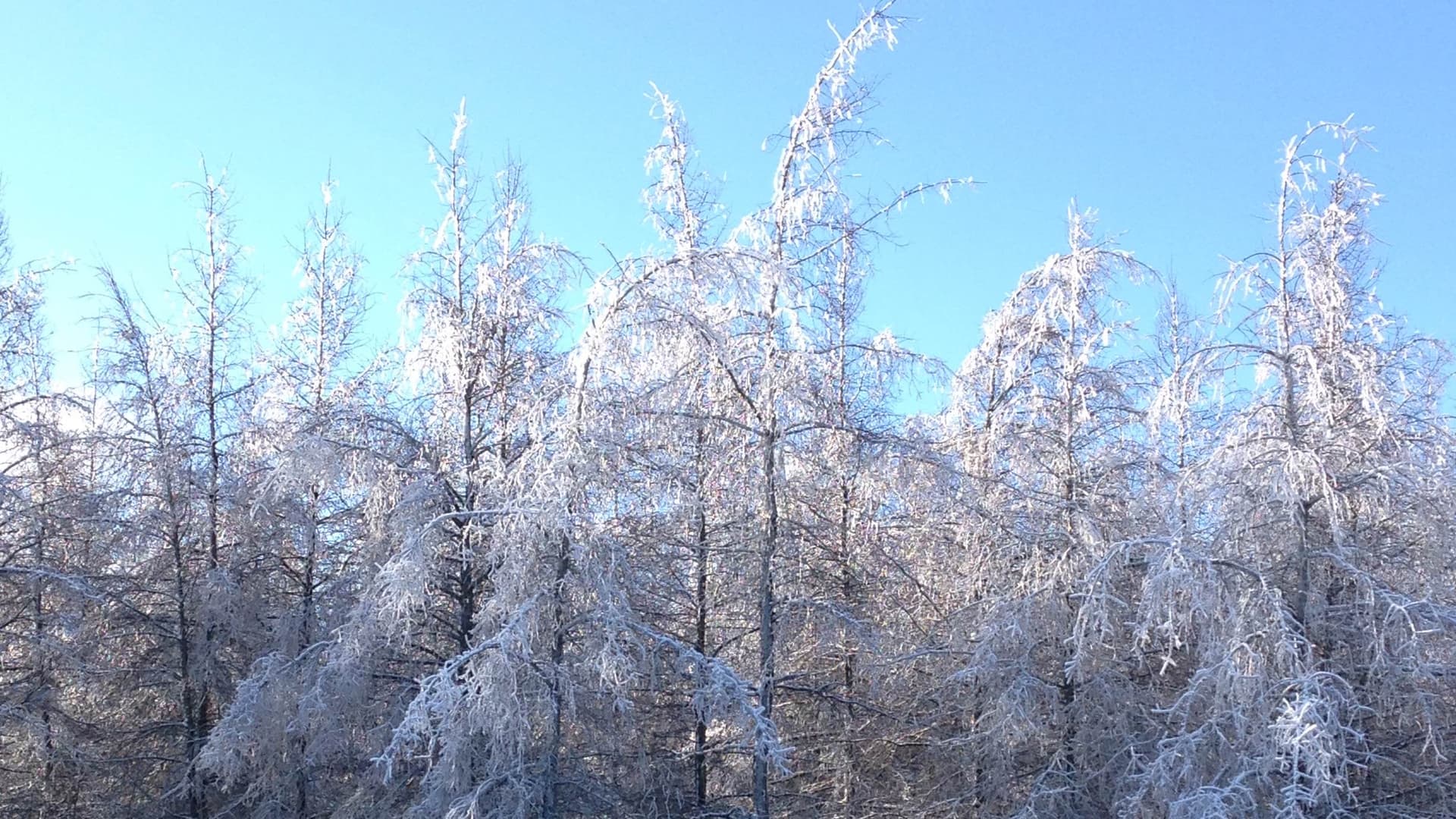A grove of tamarack trees that I planted years ago, feathery branches covered in snow under a blue sky