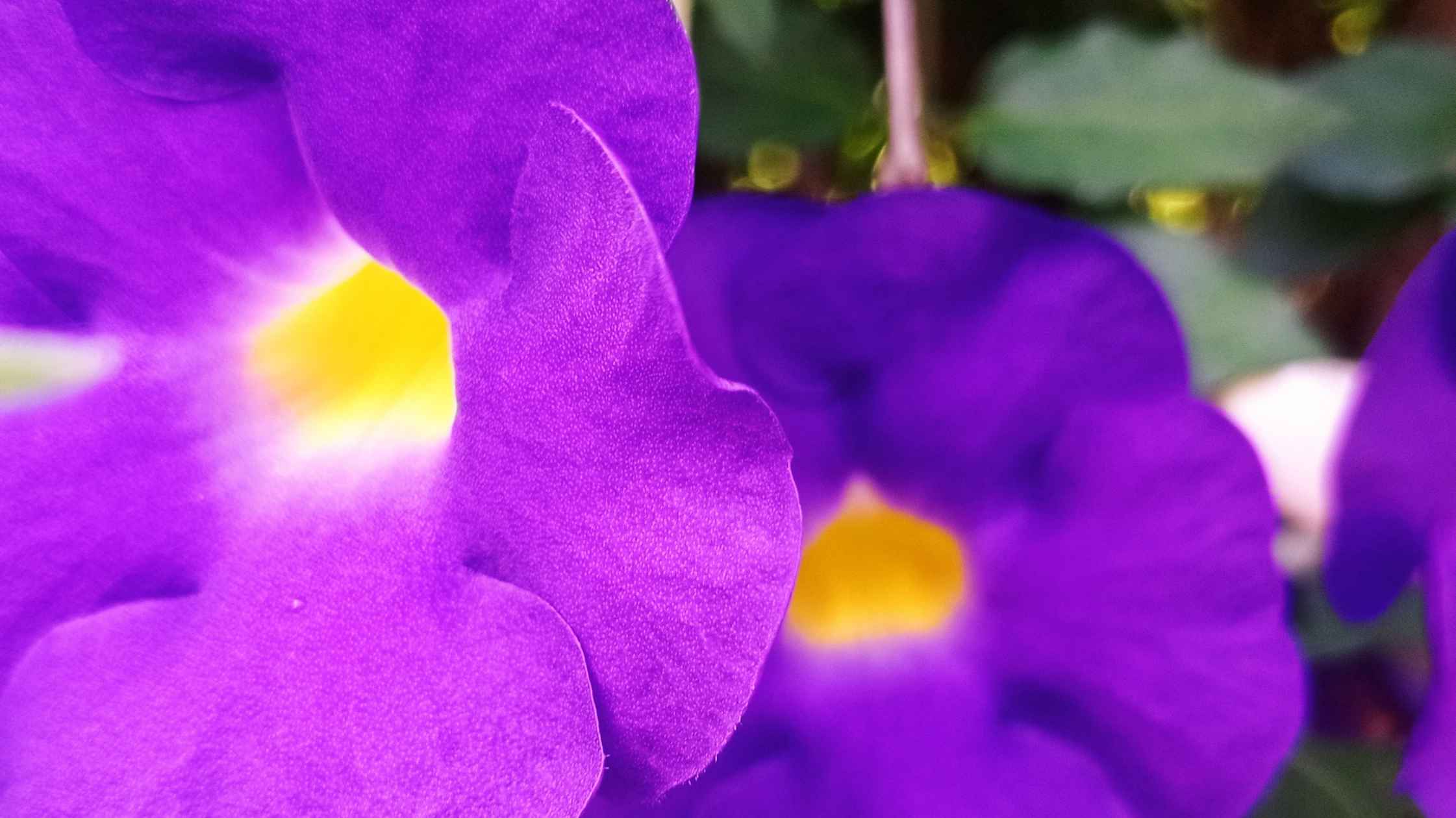 Flowers by the Road @ La Mesa Eco Park, Quezon City, Philippines